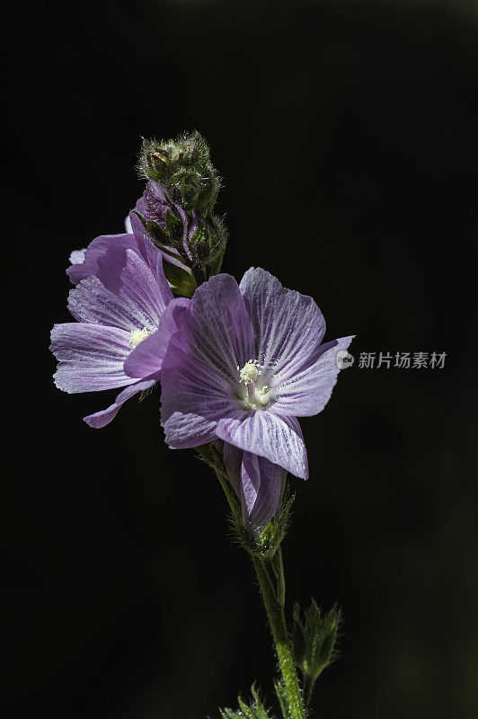 马尔维花是锦葵科的一种开花植物，通常被称为矮棋盘花或矮棋盘花。托罗县公园，蒙特利县，加利福尼亚州。西达尔恰malvaeflora ssp laciniata。